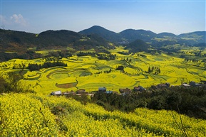  罗平油菜花海 