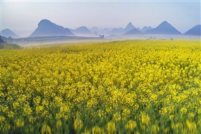  罗平油菜花海 