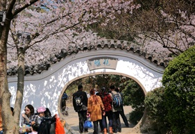 樱影