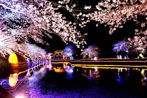 夜樱
