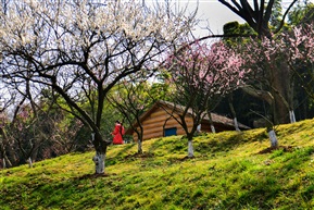 亭林后山梅