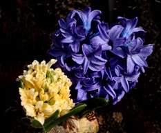 盆栽花
