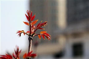 椿芽