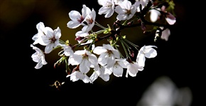 染井吉野樱