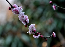 梅花---8