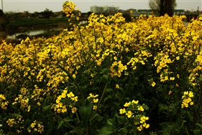 菜花田