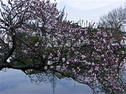 水景桃花