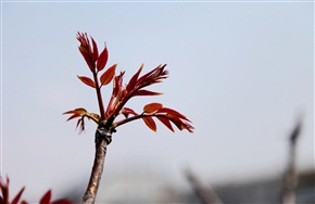 春芽