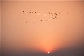 夕阳归雁