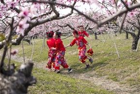 花海约