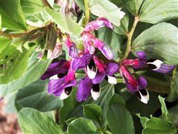 蚕豆花