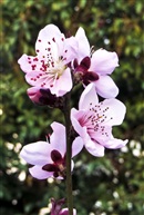 三月桃花红似火（七）