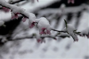 桃花雪