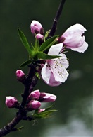 三月桃花红似火