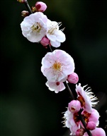 梅花----9