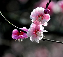 梅花---1
