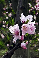 三月桃花红似火（二）