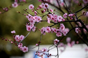 早樱花
