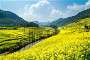  罗平油菜花海 