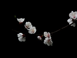 樱桃