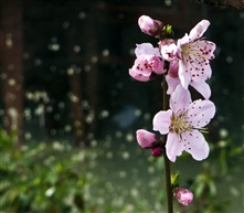 三月桃花红似火（十二）