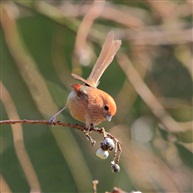 觅食4