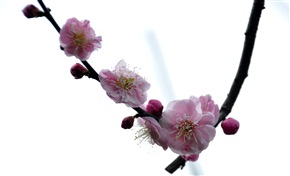 梅花---6