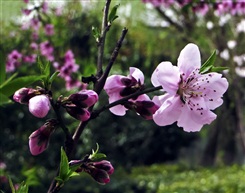三月桃花红似火（三）