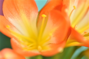 小花