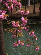 花样