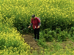 菜花飘香（十六）