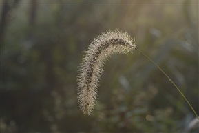 狗尾巴草