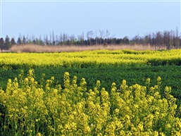 菜花飘香（三）