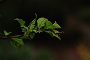 茶叶香漂