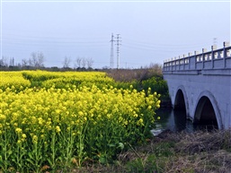 菜花飘香（十一）