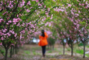 踏春寻花