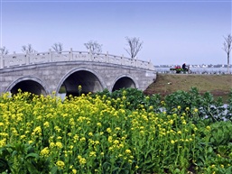 菜花飘香（十四）