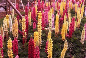 花林