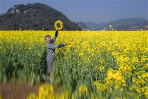 油菜花中的老人