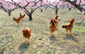 桃花树下