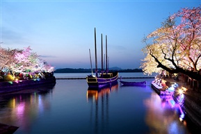夜赏樱花