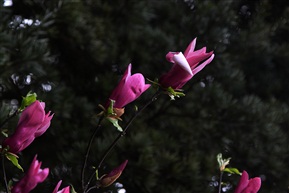 花朵