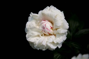 勺药花
