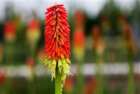 火炬花