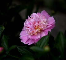 勺药花―2