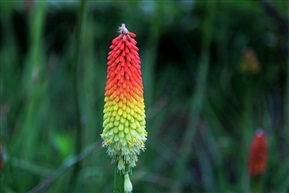 火炬花
