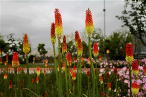 火炬花