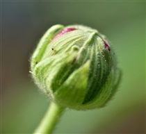 花蕾