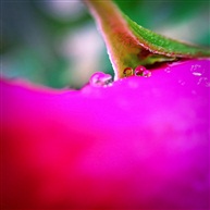《花》