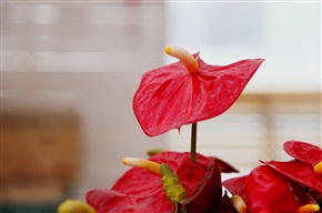火鹤花